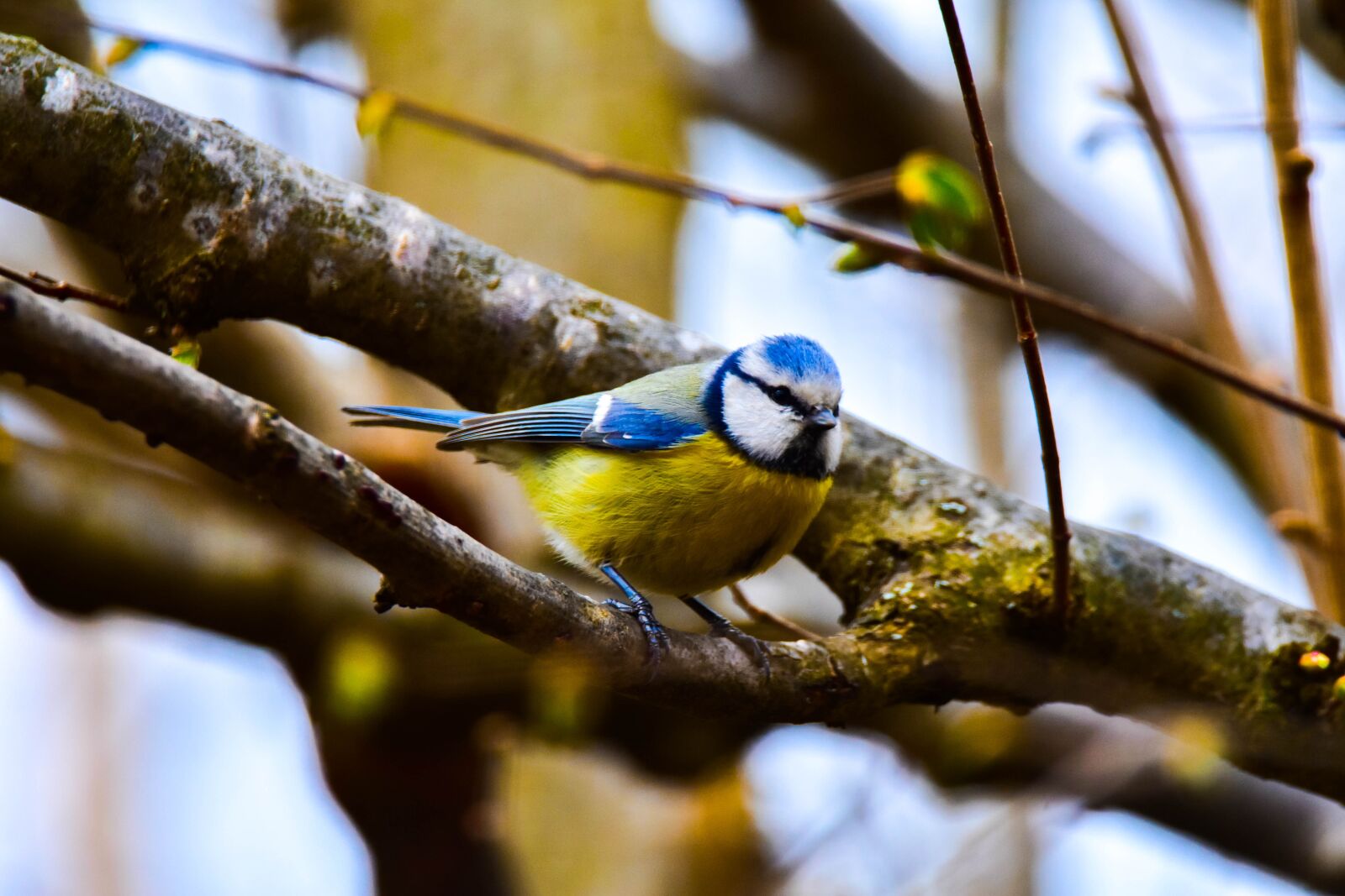 Nikon D3400 sample photo. Bird, nature, tit photography