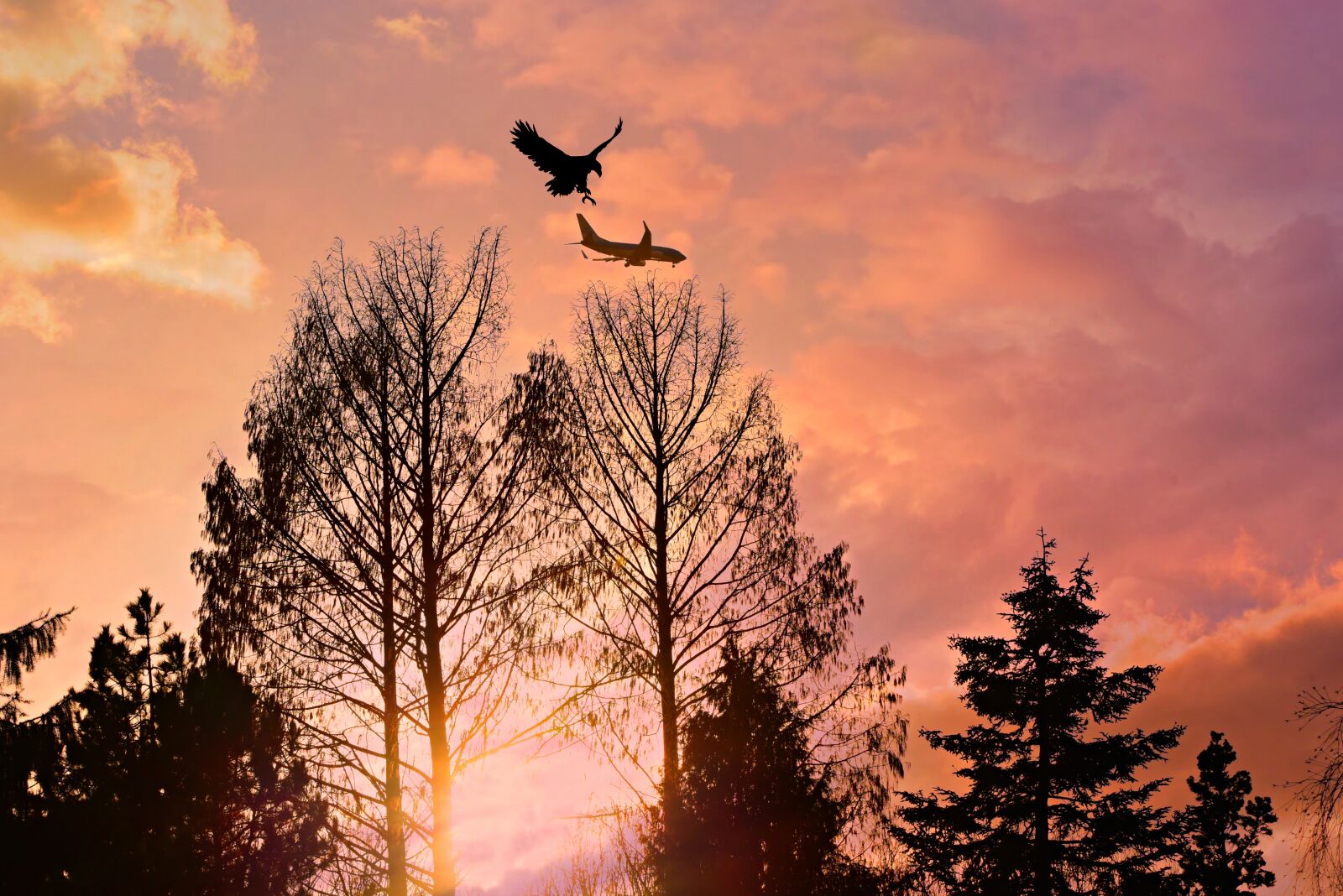 Nikon D750 sample photo. Tree, sky, sunset photography