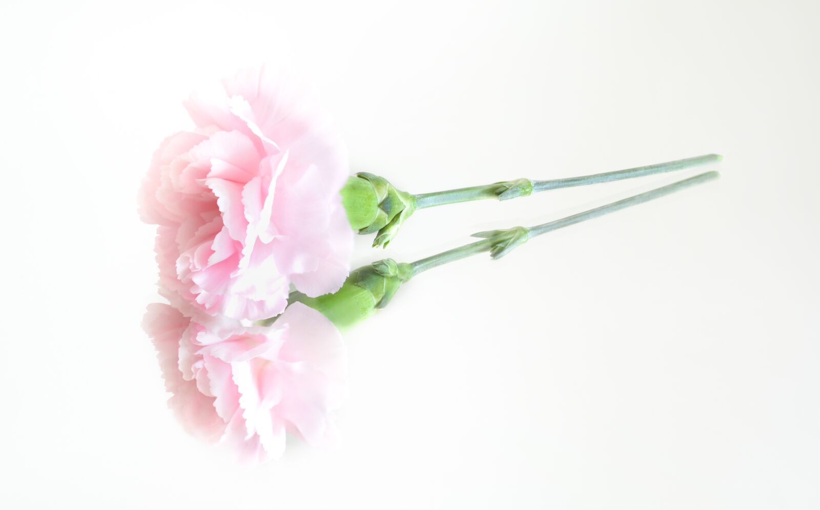 Nikon D610 sample photo. Pink, flower, reflection photography