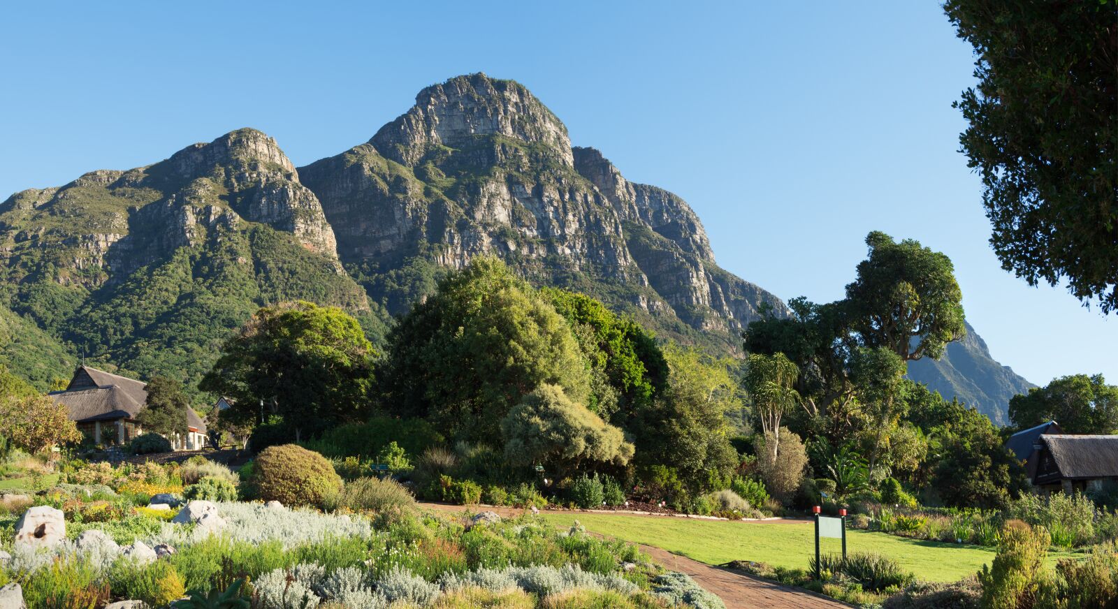 Olympus M.Zuiko Digital ED 12-100mm F4.0 IS Pro sample photo. Kirstenbosch botanical gardens, mountain photography