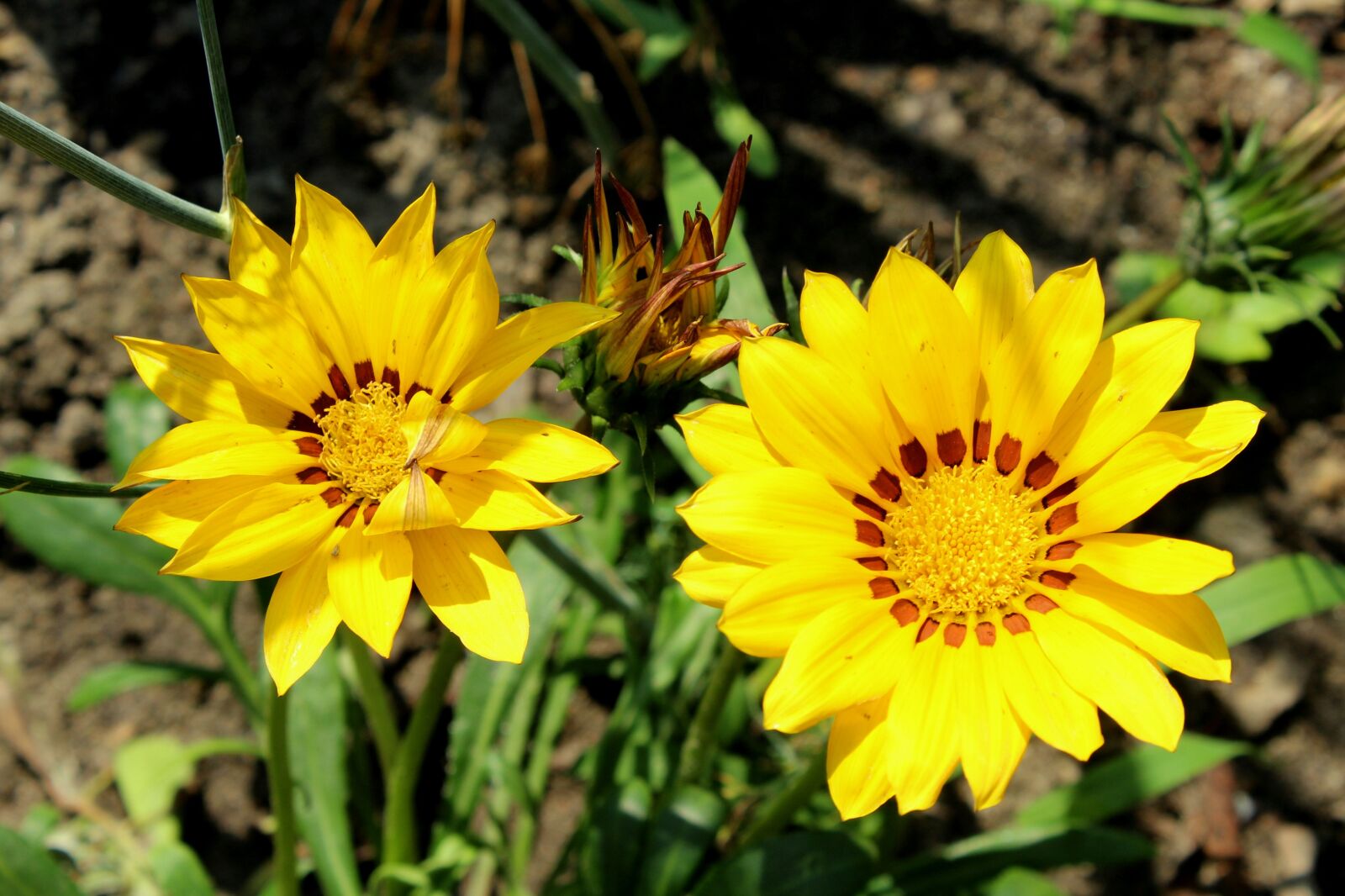 Canon EOS 1200D (EOS Rebel T5 / EOS Kiss X70 / EOS Hi) sample photo. Gazanie, yellow flowers, flower photography