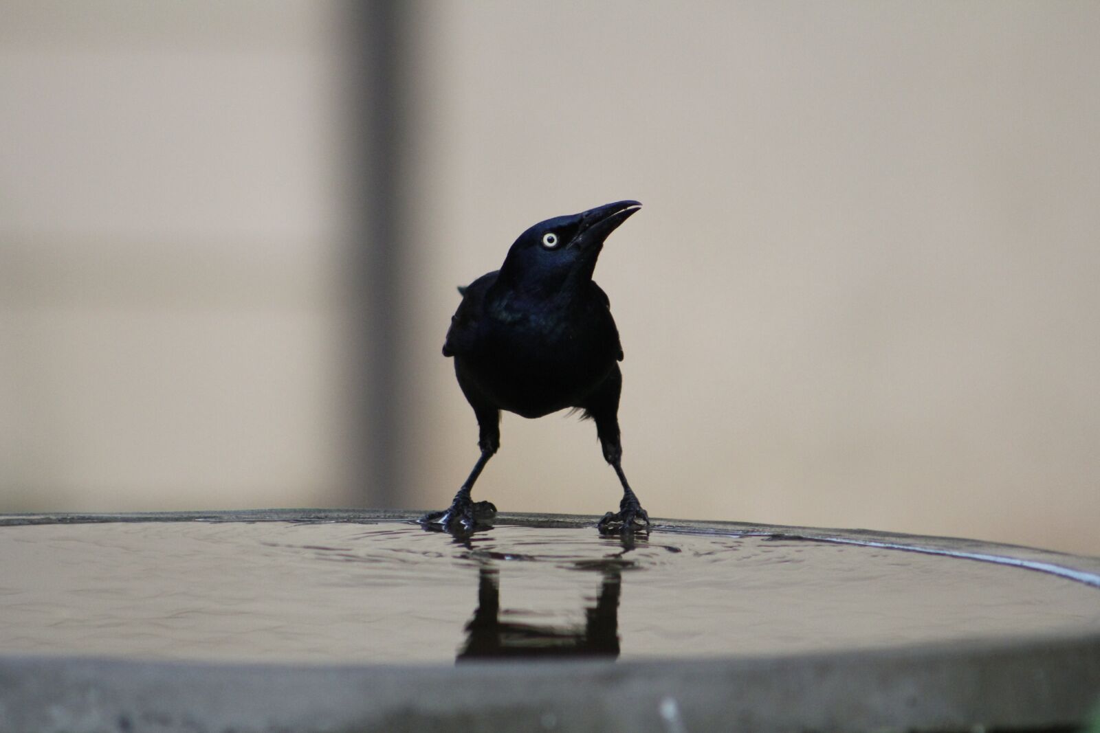 Canon EOS 550D (EOS Rebel T2i / EOS Kiss X4) sample photo. Common grackle, bird, grackle photography