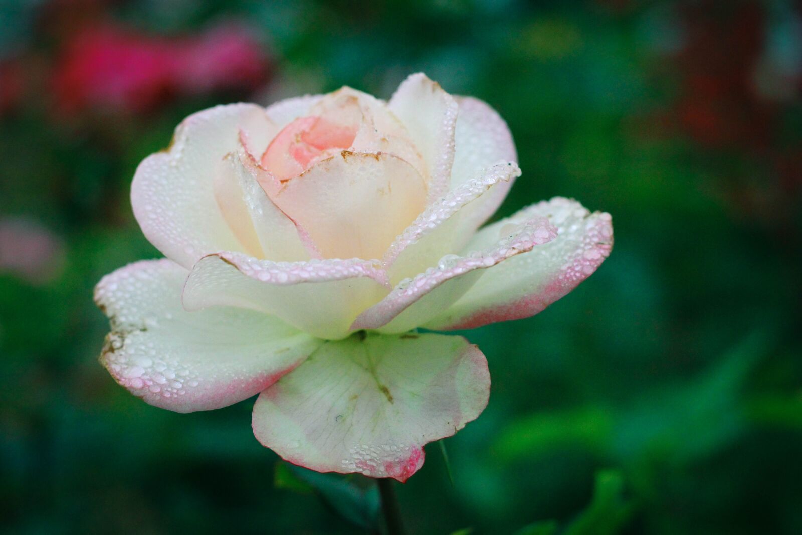 Canon EOS 60D + Canon EF 50mm F1.8 STM sample photo. Rose, flower, flowers photography