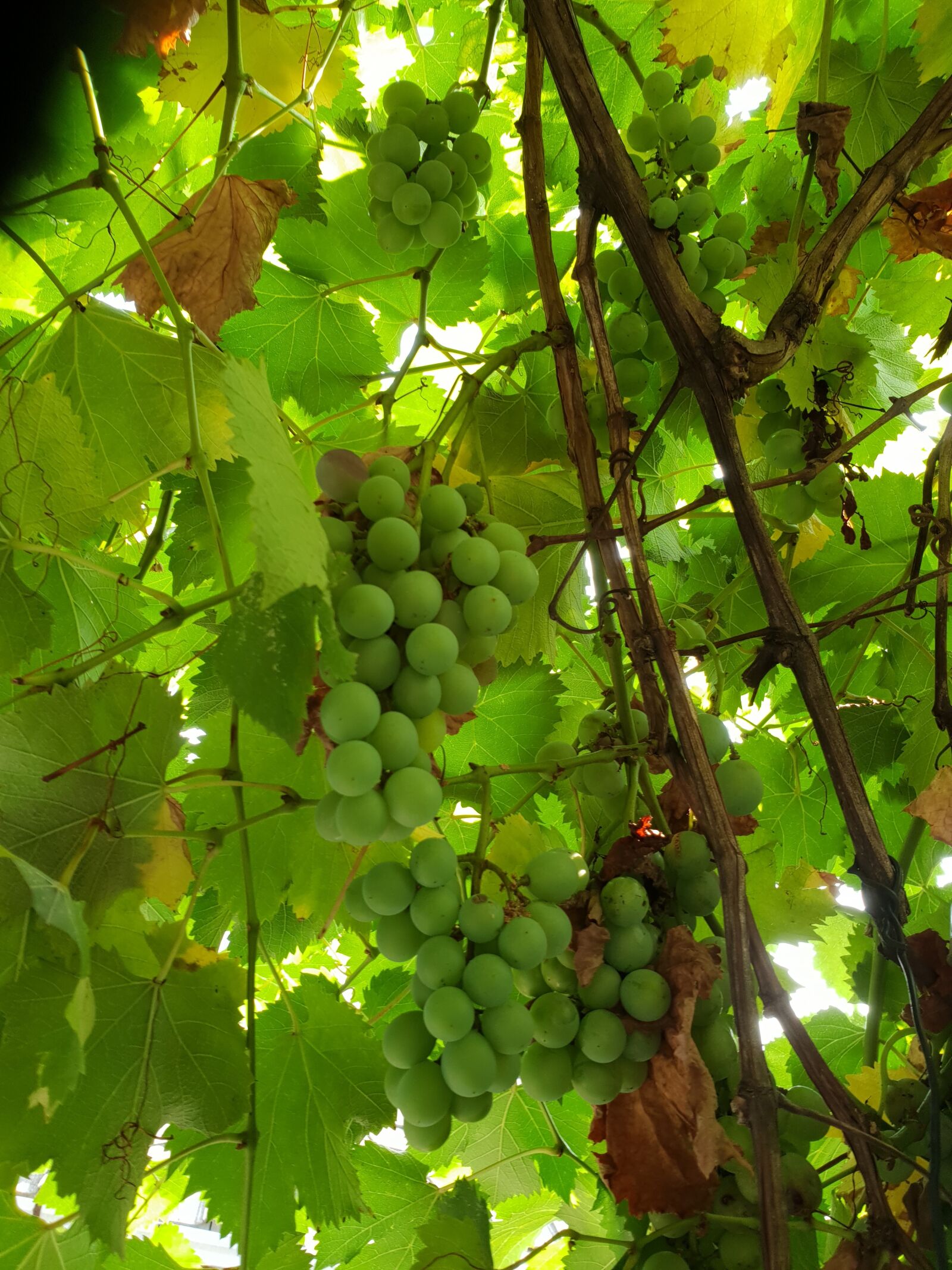 Samsung Galaxy S9+ sample photo. Grapes, plants, average photography