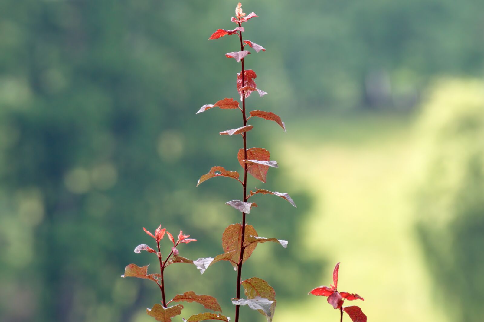 Nikon D5300 sample photo. The plant, nature, the photography