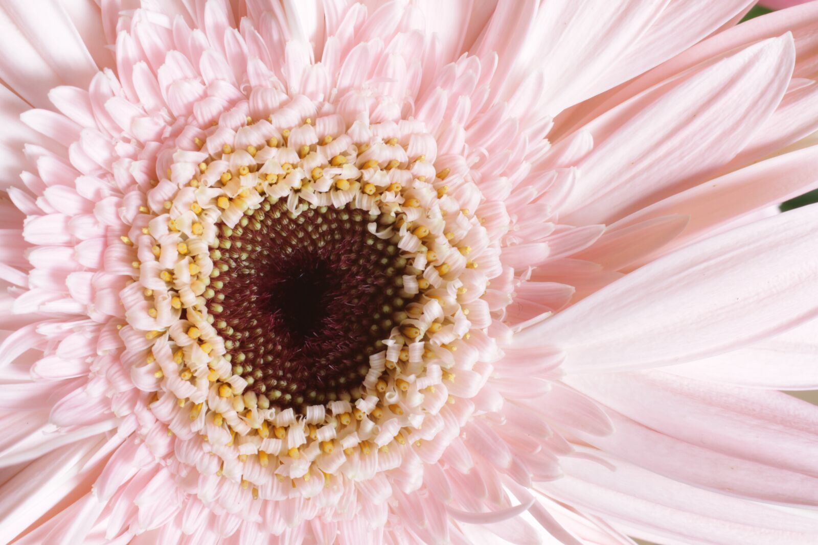 Canon EOS 7D sample photo. Gerbera, pink, flowers photography