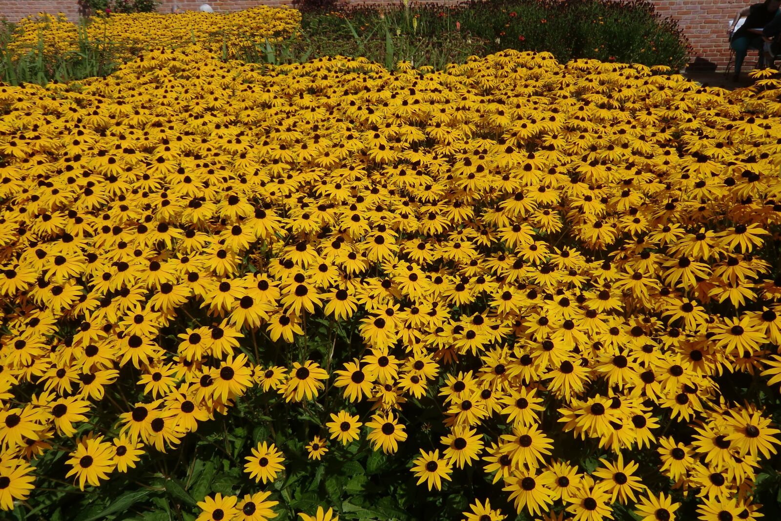 CASIO EX-H15 sample photo. Flower, sea of flowers photography