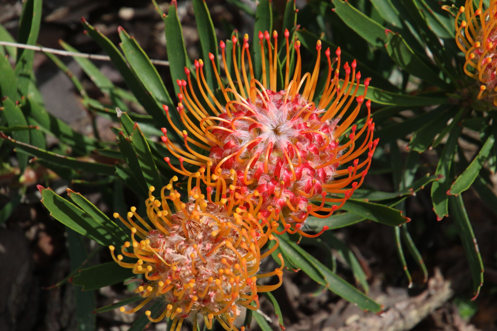 Canon EOS 7D Mark II sample photo. Cape, province, flower, fynbos photography