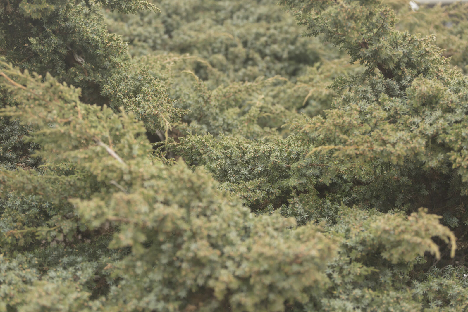 Canon EF 70-200mm F4L USM sample photo. Ambient, green, juniper, vegetation photography