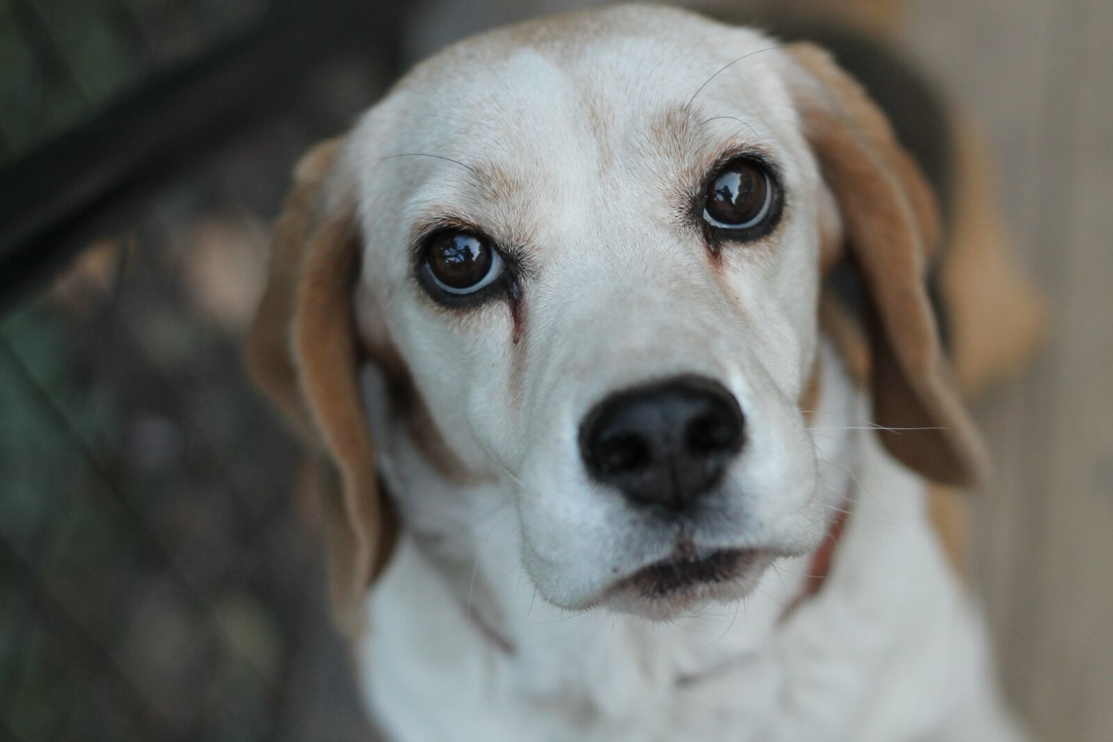 Canon EOS 1100D (EOS Rebel T3 / EOS Kiss X50) + Canon EF 50mm F1.8 STM sample photo. Beagle, dog, bitch photography