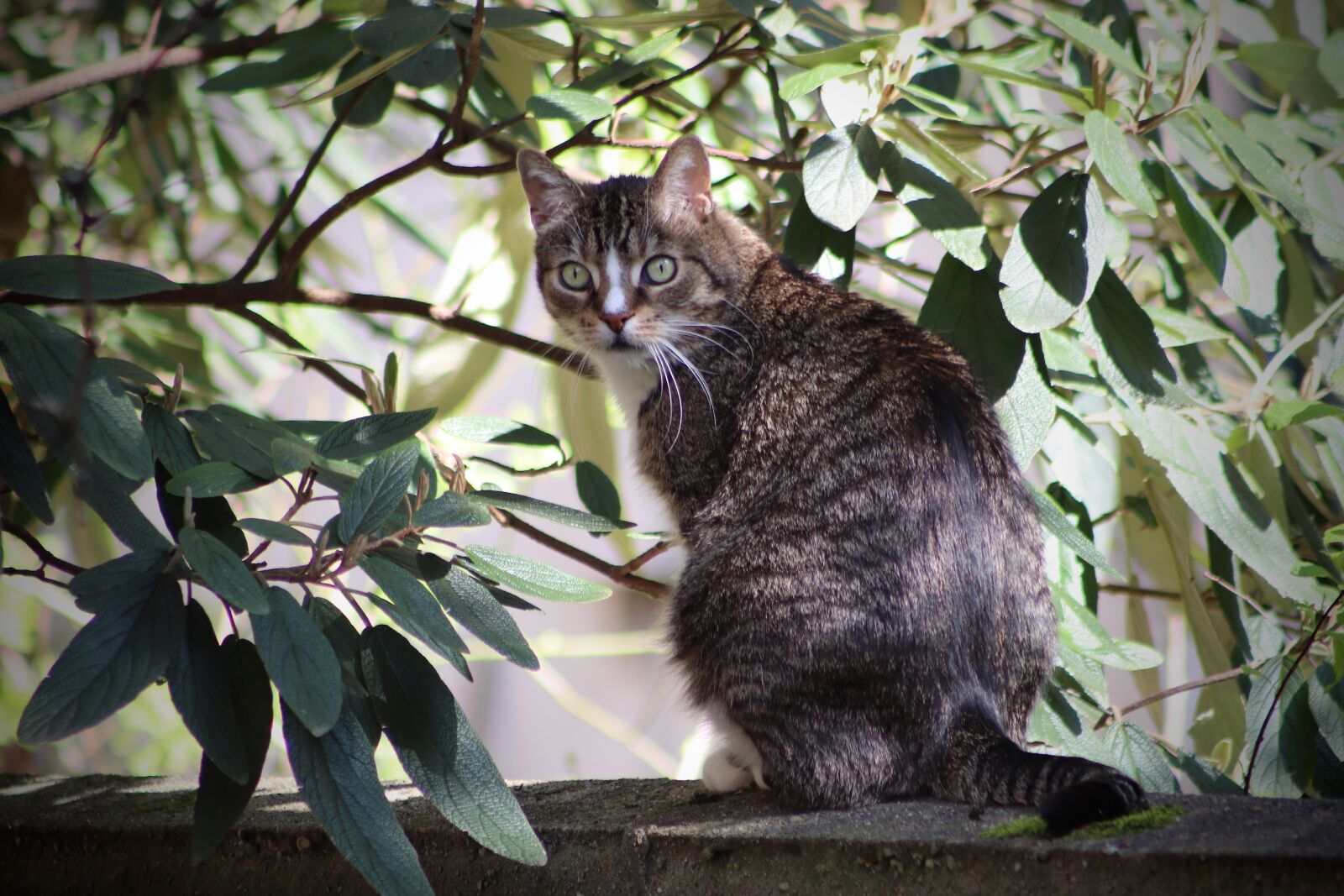Canon EOS 800D (EOS Rebel T7i / EOS Kiss X9i) sample photo. Cat, mackerel, domestic cat photography