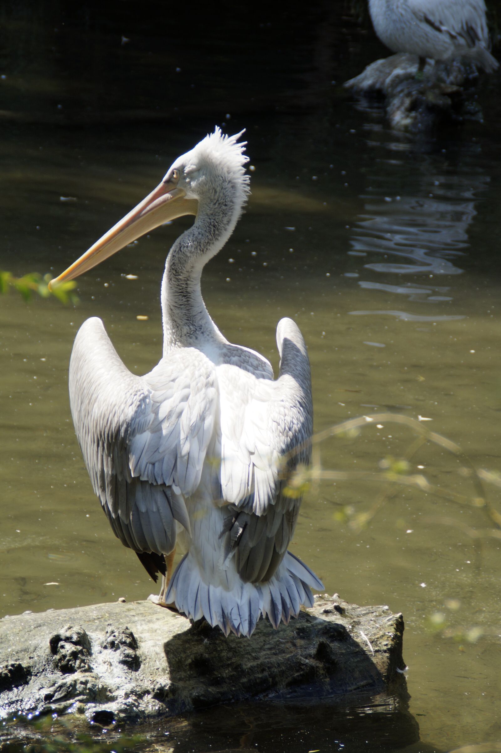 Sony SLT-A58 sample photo. Dalmatian pelican, pelikan, move photography