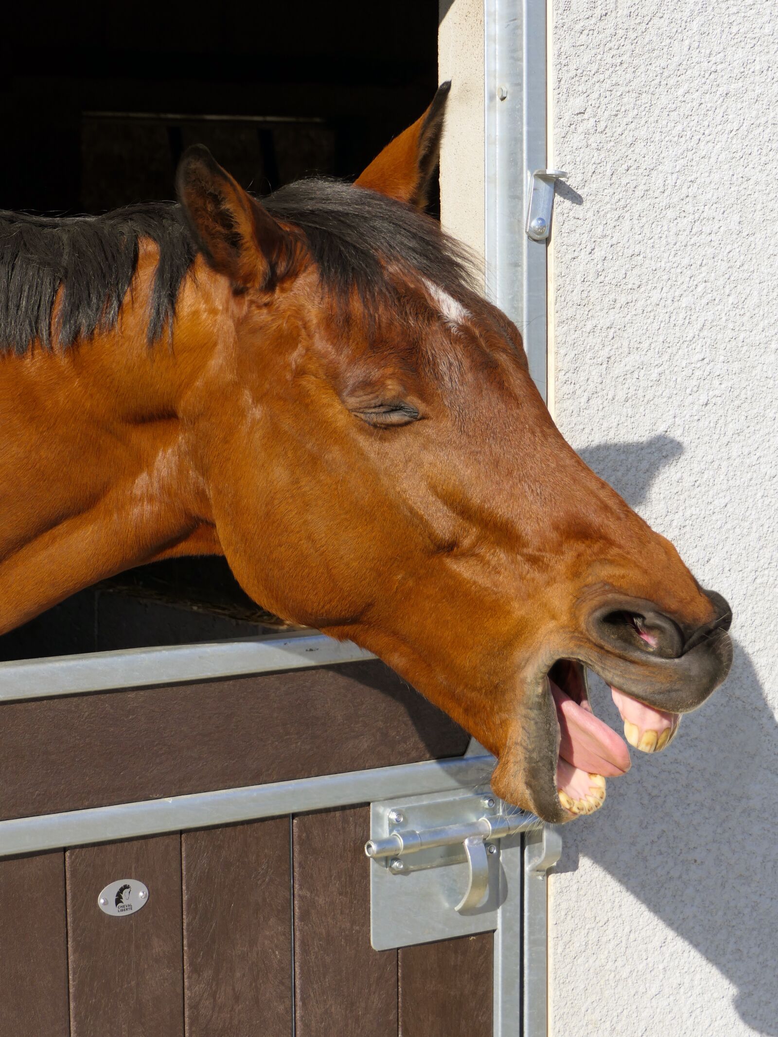 Panasonic Lumix DMC-FZ2500 (Lumix DMC-FZ2000) sample photo. Horse, tired, baille photography