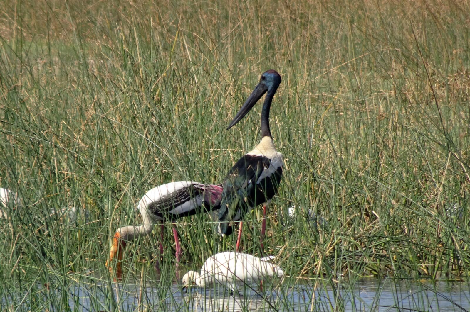 Sony Cyber-shot DSC-HX90V sample photo. Bird, stork, black-necked stork photography