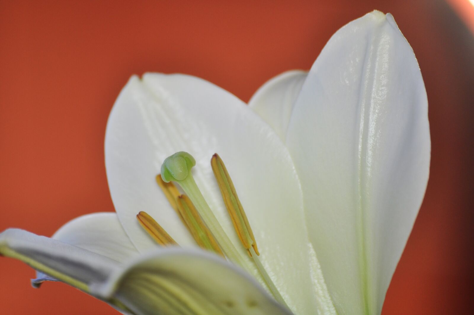 Nikon D90 sample photo. Flower, blossom, nature photography