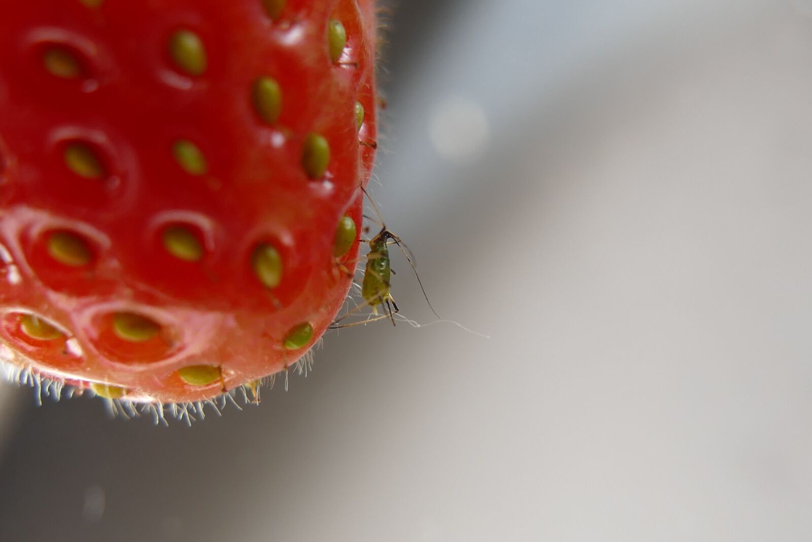 Panasonic Lumix DMC-FZ1000 sample photo. Strawberry, animale, zoom photography