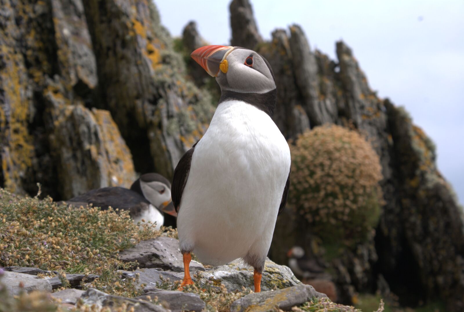 Sony Alpha DSLR-A200 sample photo. Sea bird, puffin, puffins photography