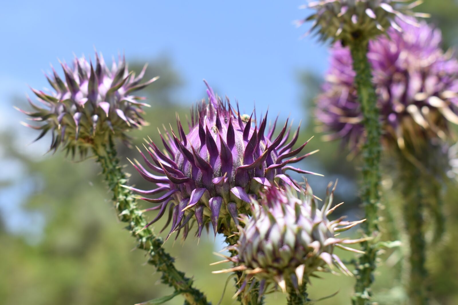 Nikon D3500 sample photo. Flower, nature, macro photography