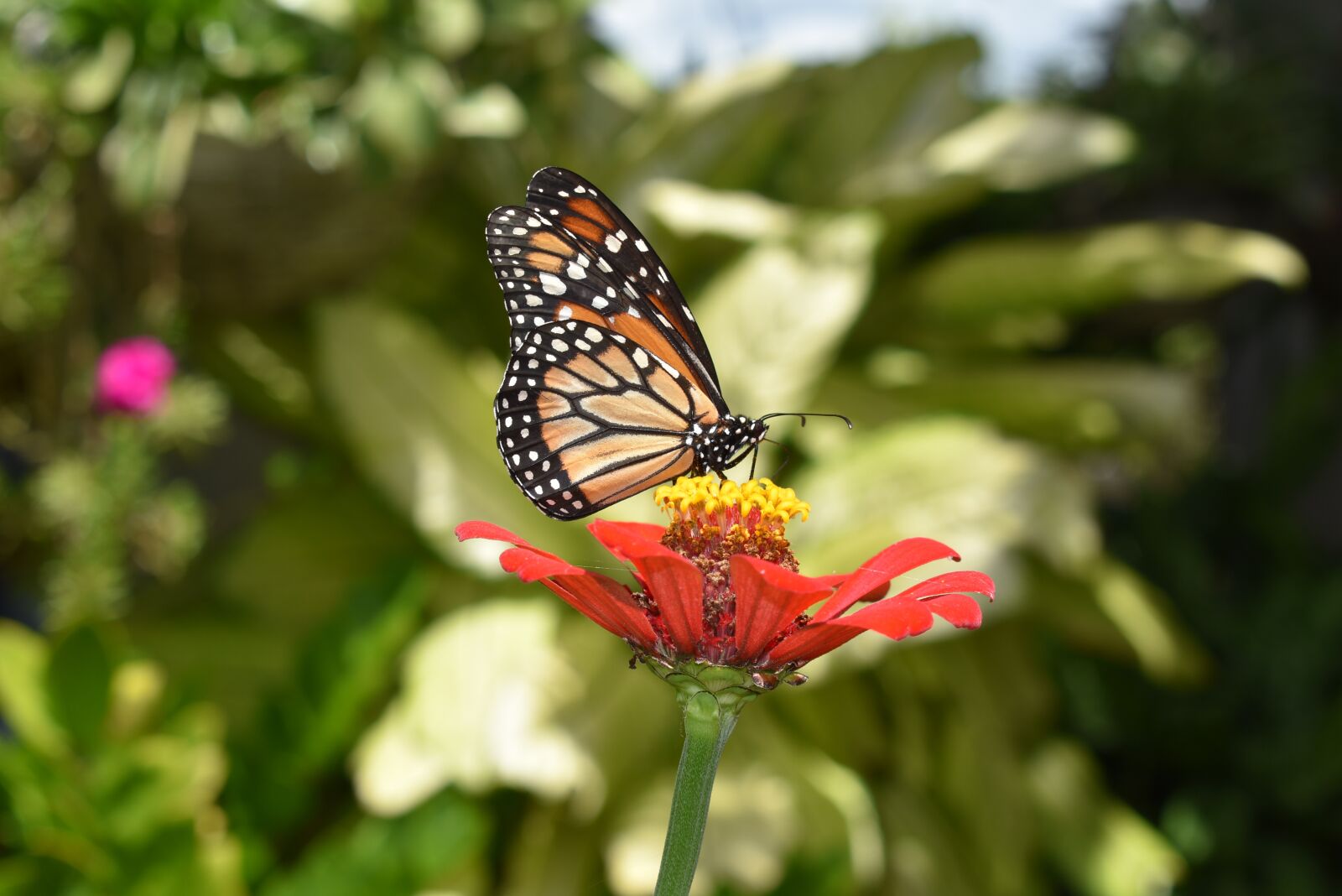 Nikon D3400 sample photo. Butterfly, nature, garden photography