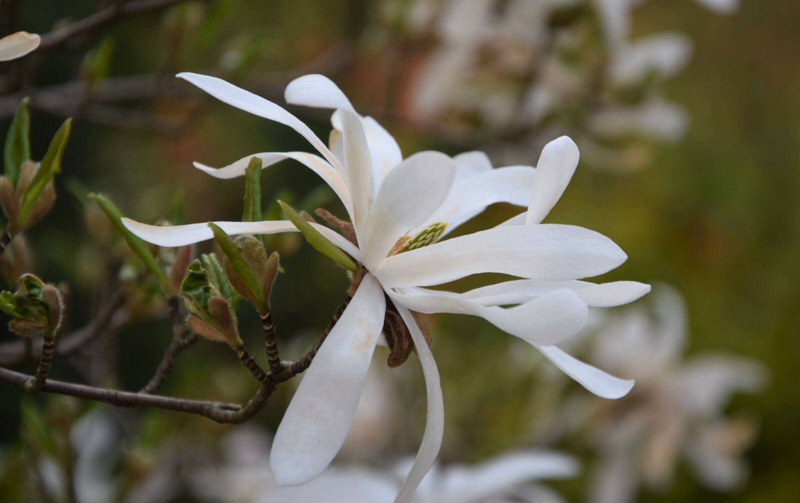 Nikon D5300 sample photo. Flower, nature, spring photography