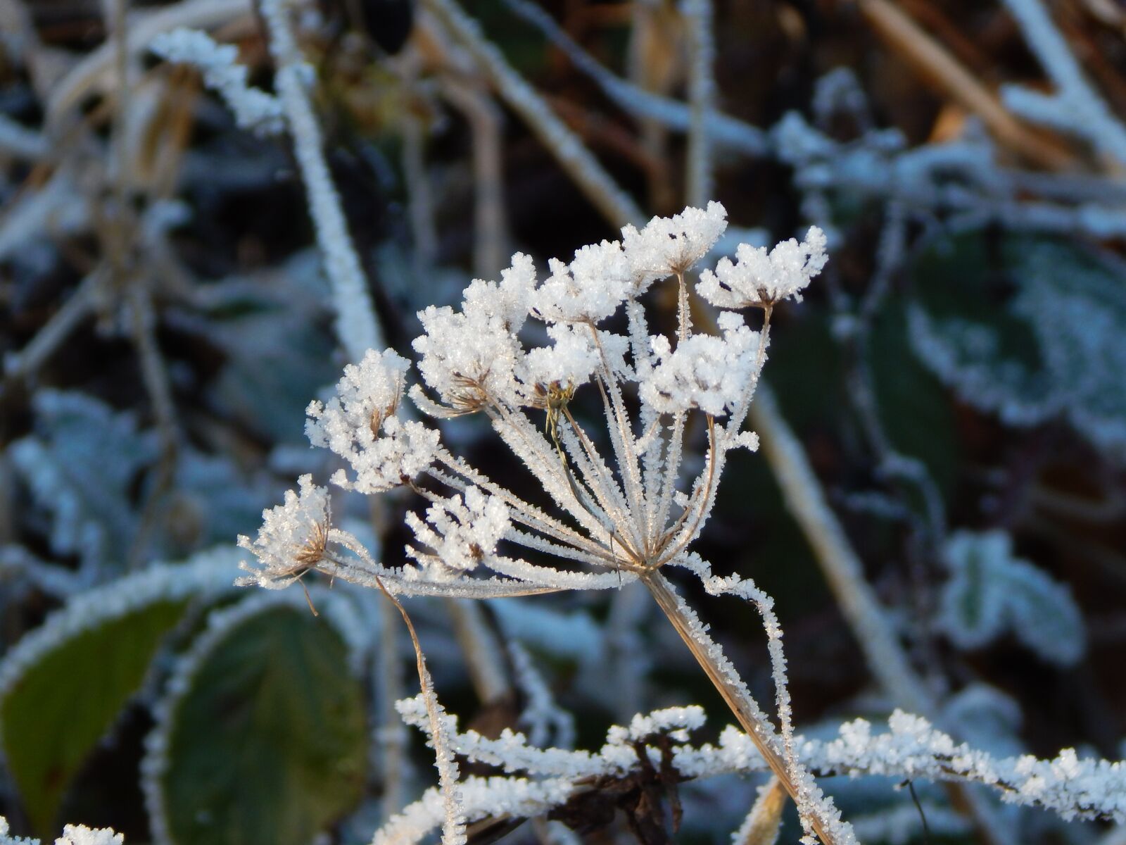 Nikon Coolpix L830 sample photo. Eiskristalle, winter, cold photography