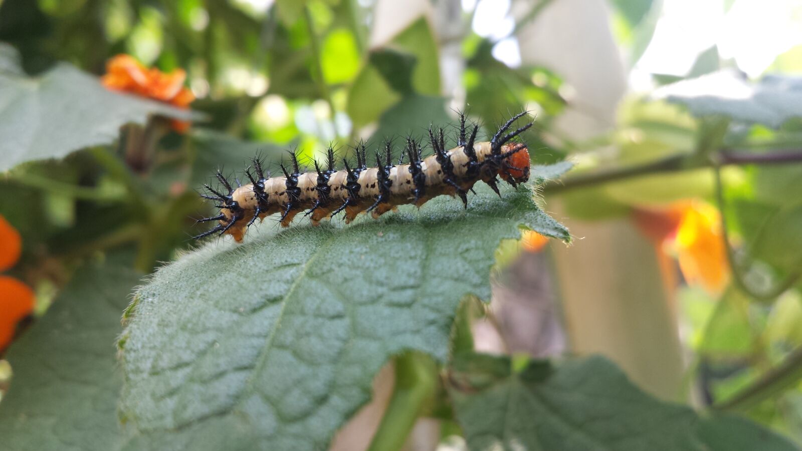 Samsung Galaxy S4 sample photo. Caterpillar, green, insect photography