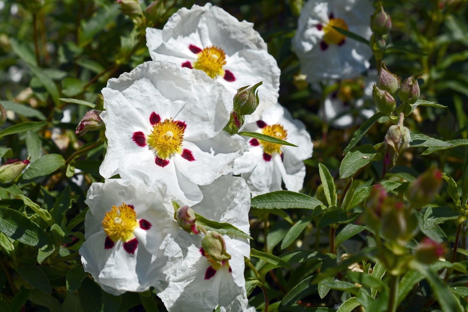 Nikon D7100 sample photo. Hibiscus, flowers, flower photography