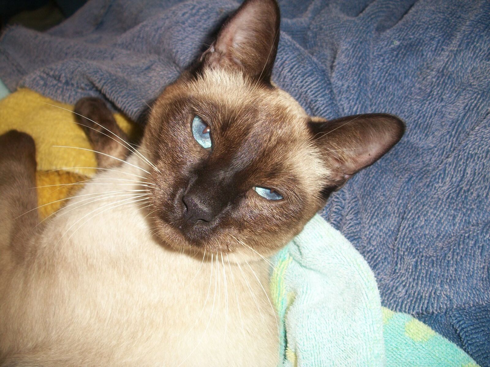 Kodak EASYSHARE M340 DIGITAL CAMERA sample photo. Siamese cat, cat, feline photography