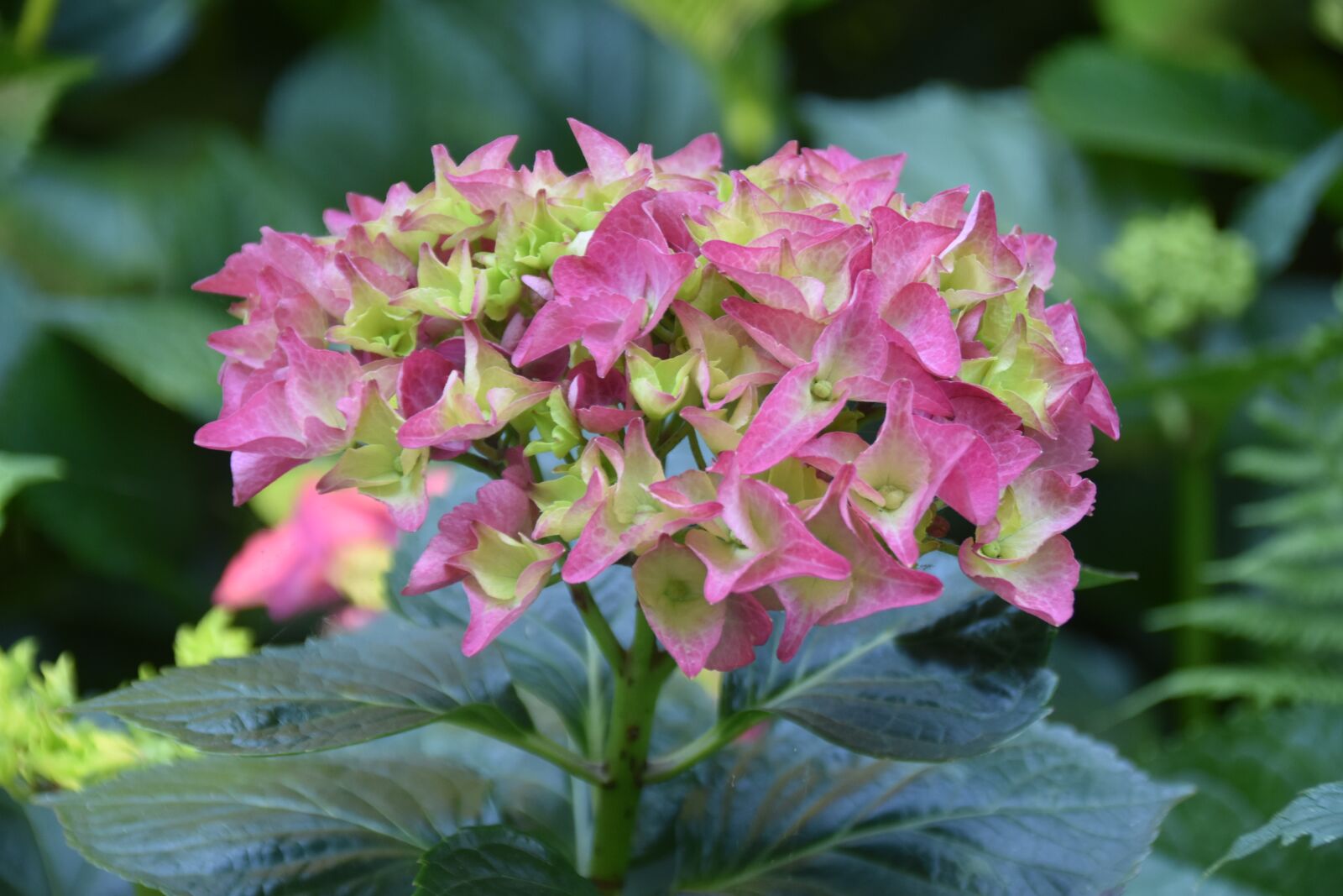Nikon D5600 sample photo. Flower, flower hydrangea, flower photography