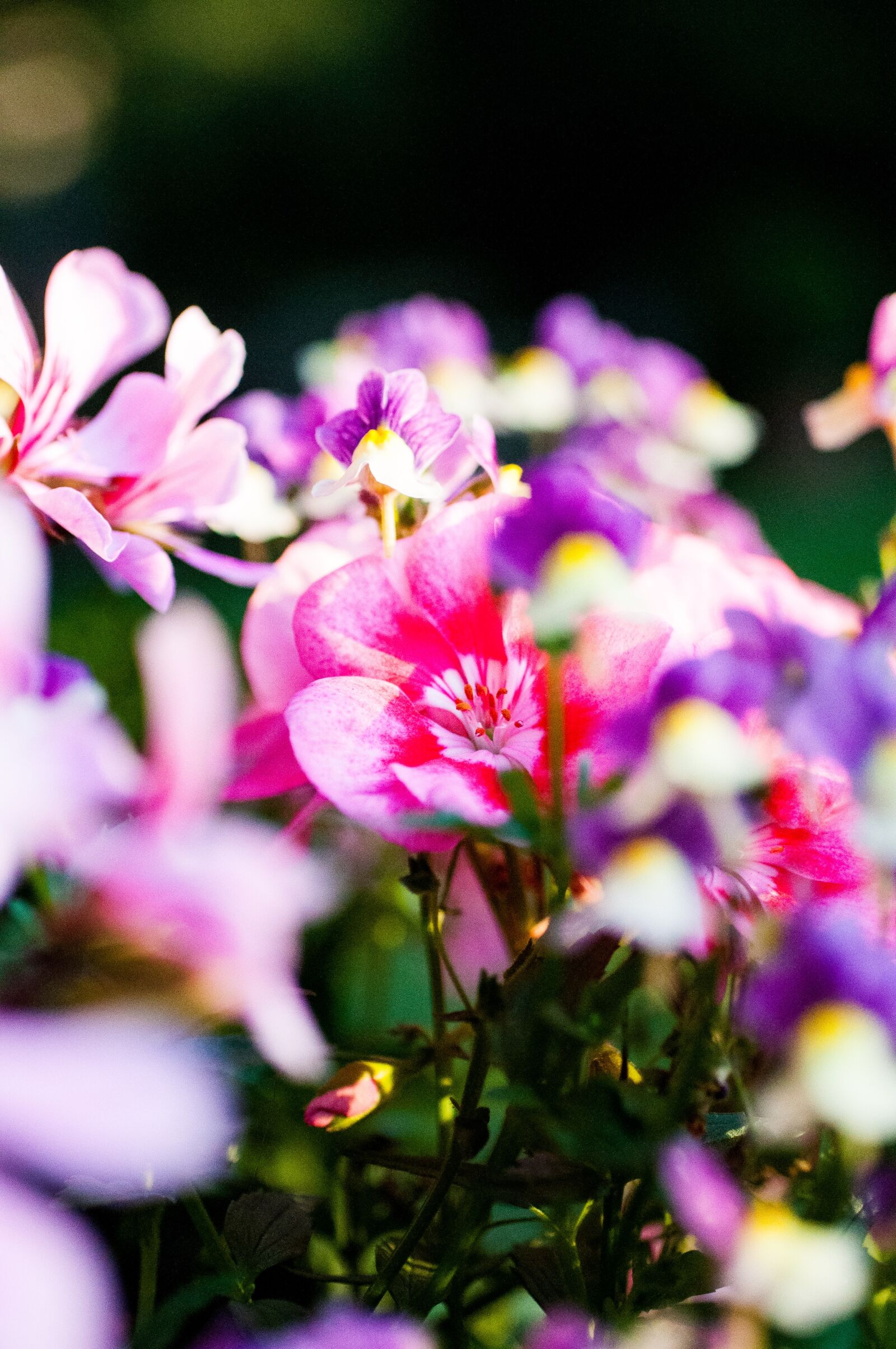 Nikon D90 sample photo. Geranium, flowers, summer photography