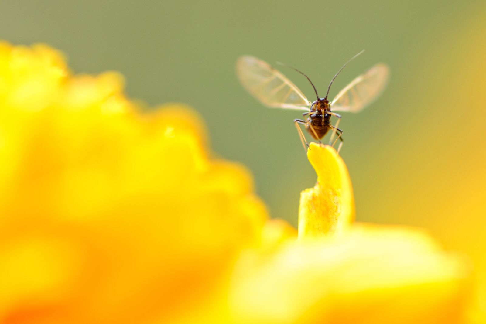 Tokina AT-X Pro 100mm F2.8 Macro sample photo. Pet, insect, flower photography