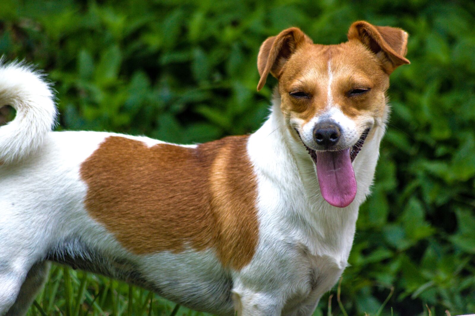 Nikon D3200 sample photo. Dog, jack, russell photography