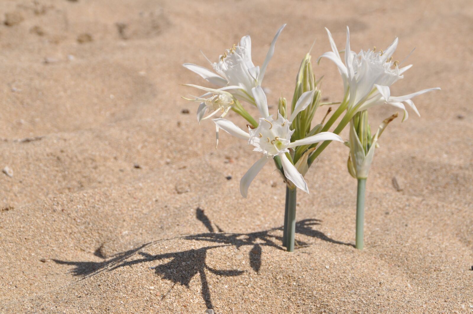 Nikon D5000 sample photo. Sand, flower, beach photography