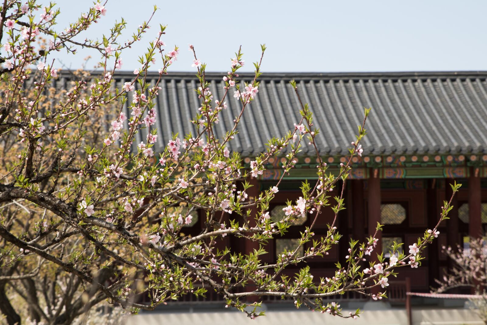 Canon EOS 750D (EOS Rebel T6i / EOS Kiss X8i) sample photo. Flowers, wood, plants photography