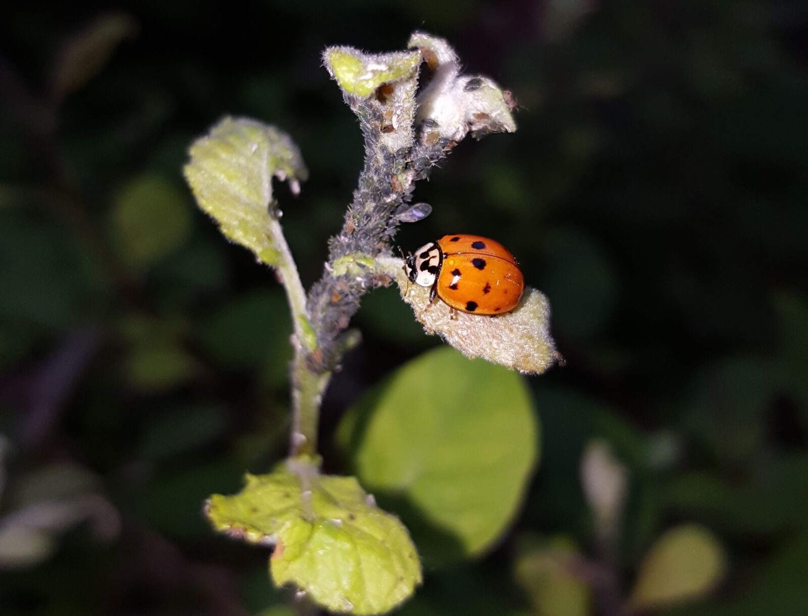 Samsung Galaxy S6 sample photo. Please donate, coffee donation photography