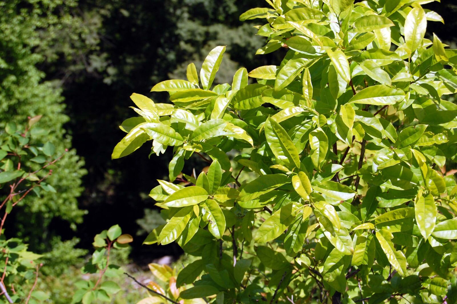 Nikon D40 sample photo. Forest, flora, nature photography