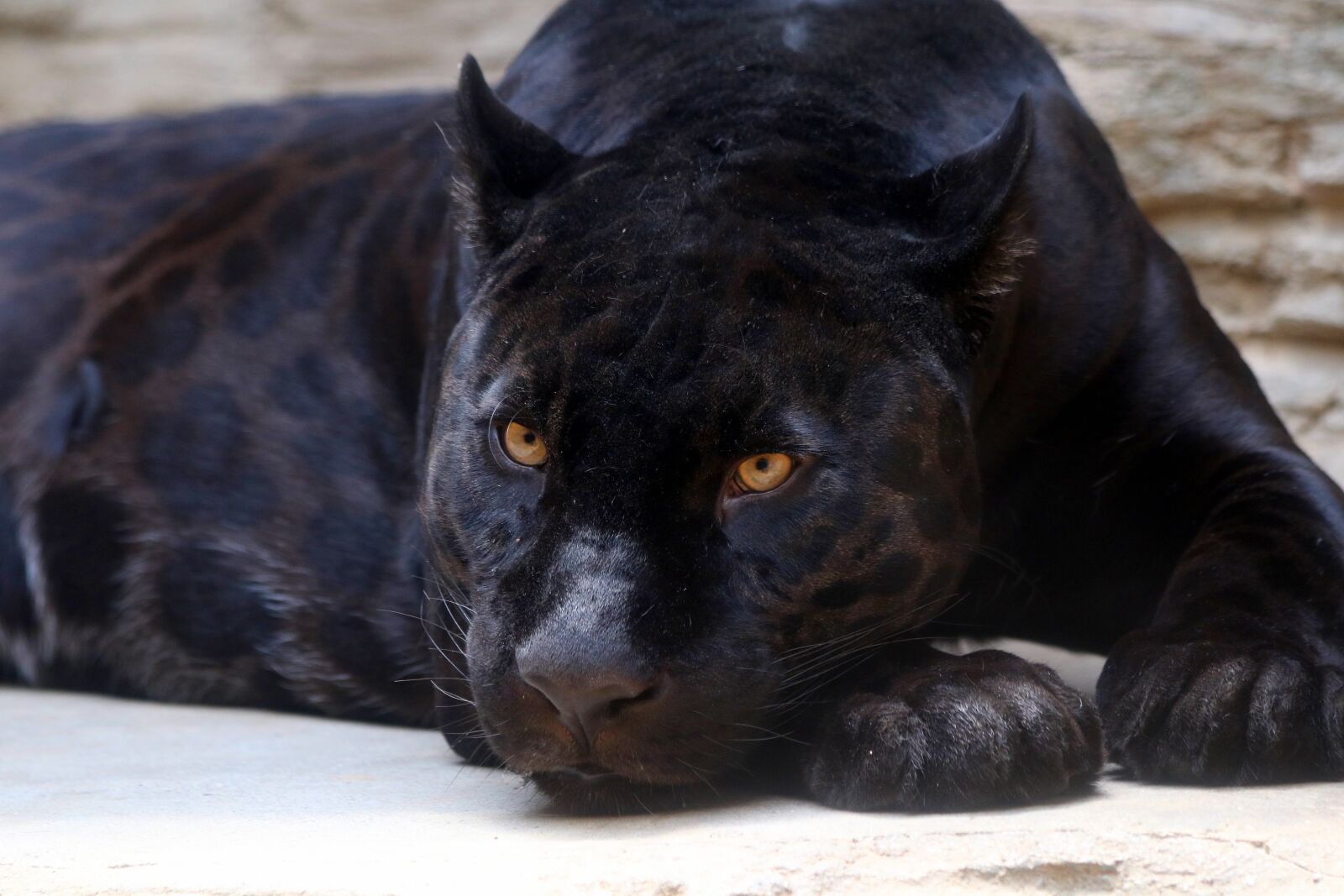 Canon EOS 750D (EOS Rebel T6i / EOS Kiss X8i) sample photo. Black panther, jaguar, feline photography