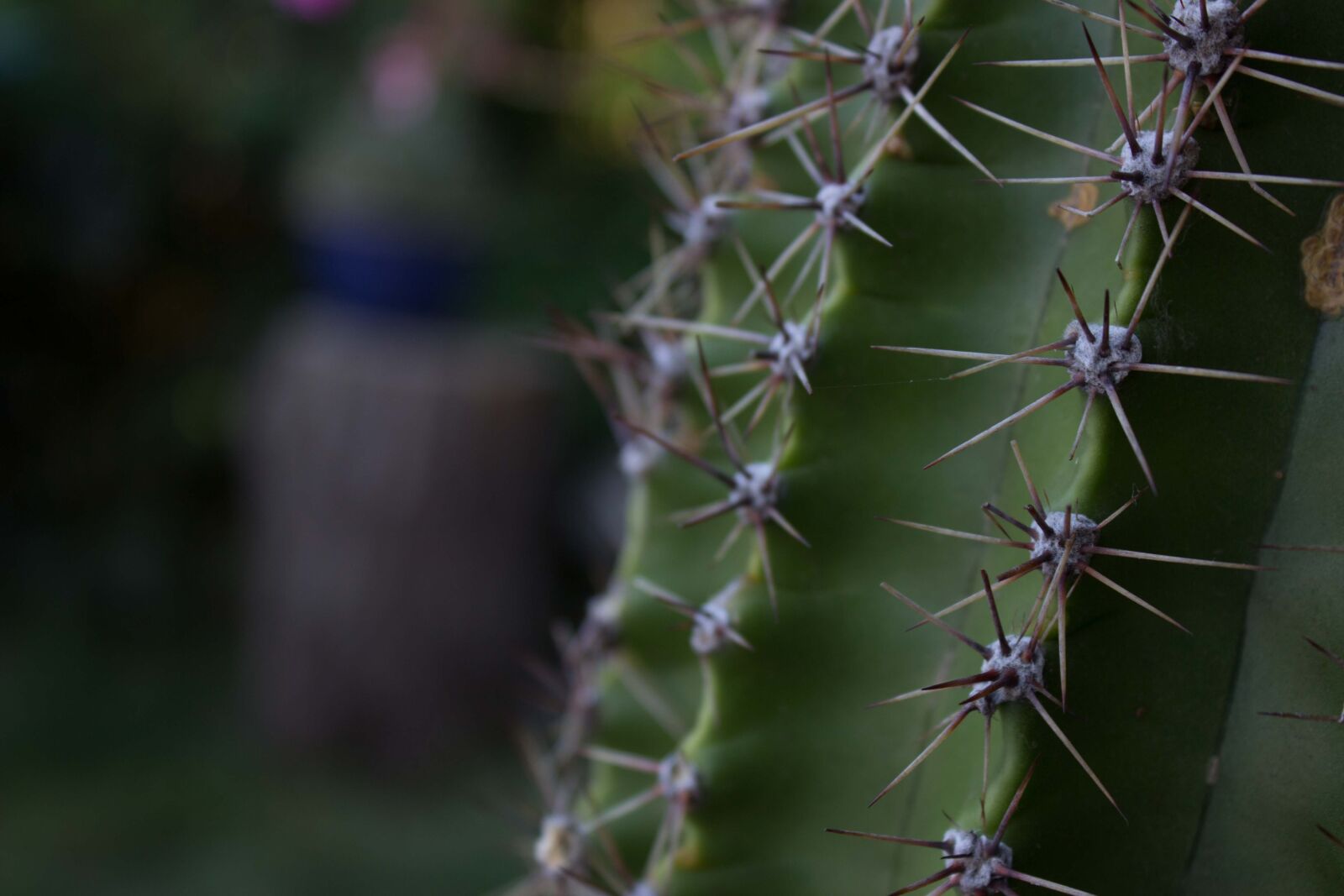 Canon EOS 600D (Rebel EOS T3i / EOS Kiss X5) sample photo. Cactus, prickles, plant photography
