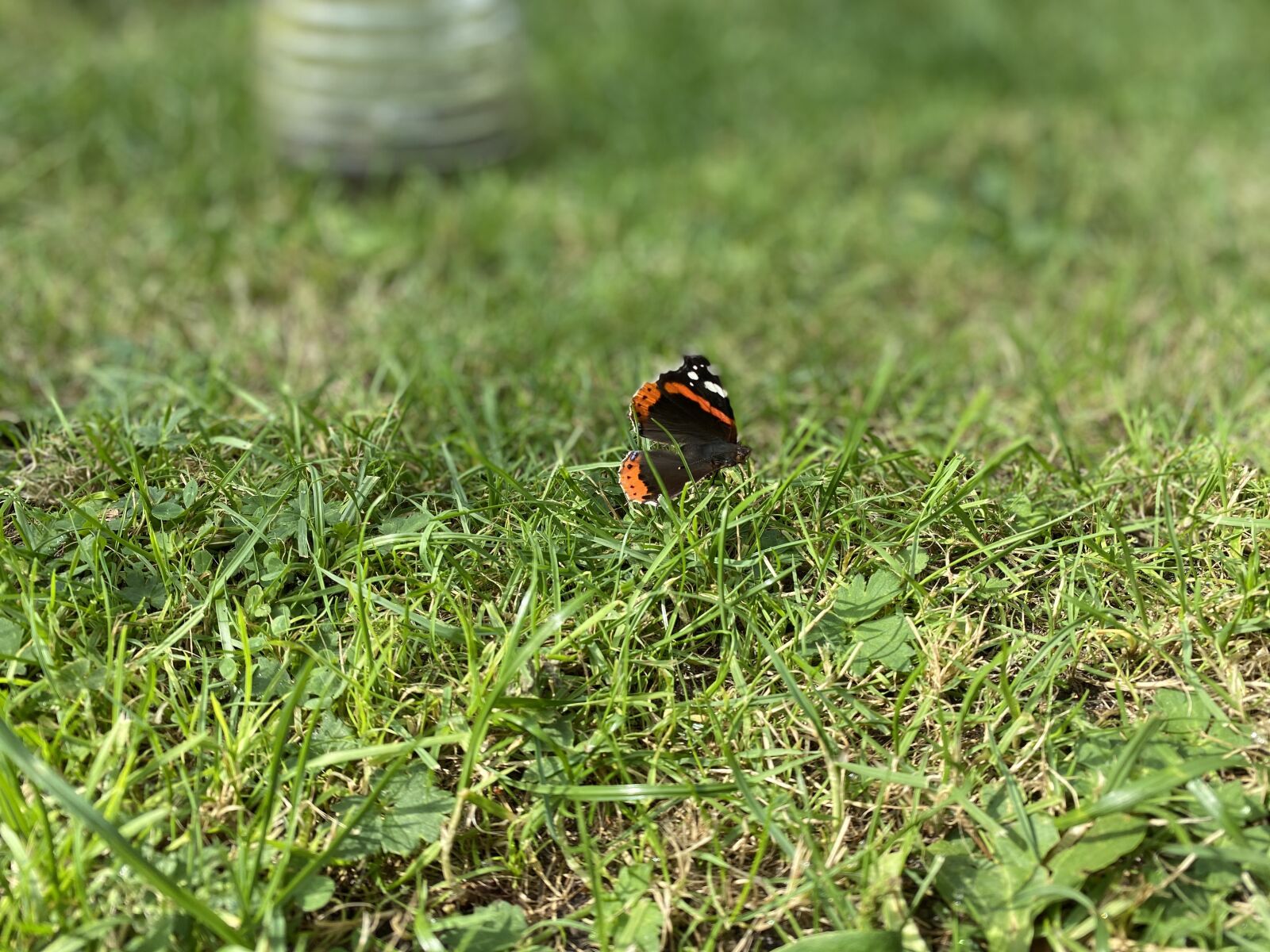 Apple iPhone 11 sample photo. Nature, grass, butterfly photography