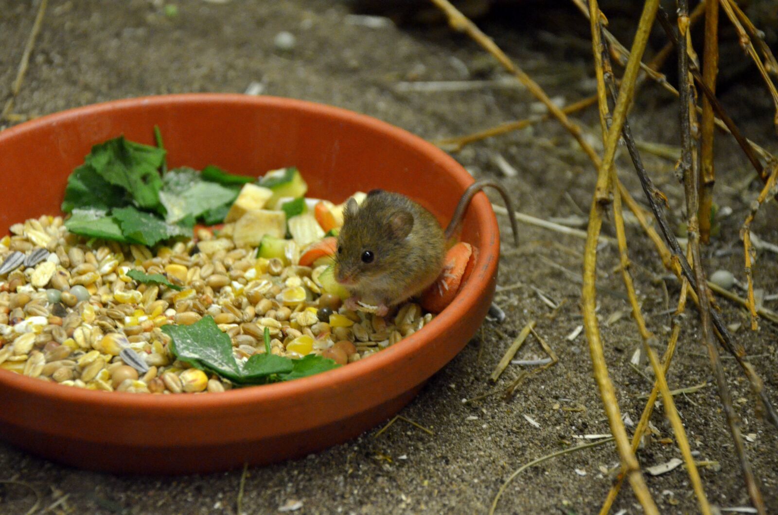 Nikon D5100 sample photo. Food, vegetables, mouse photography