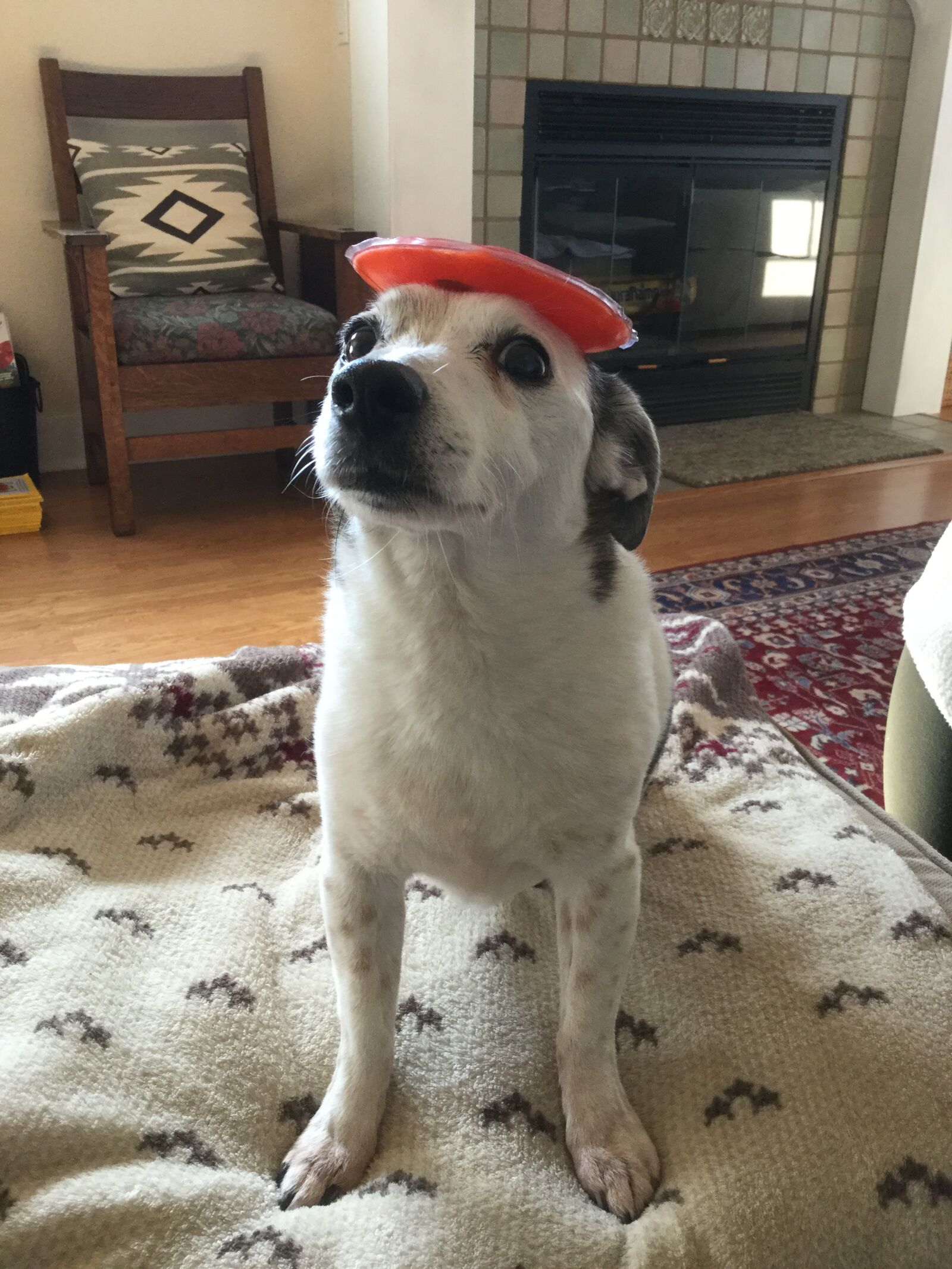 iPad Air 2 back camera 3.3mm f/2.4 sample photo. Dog, with, hat photography