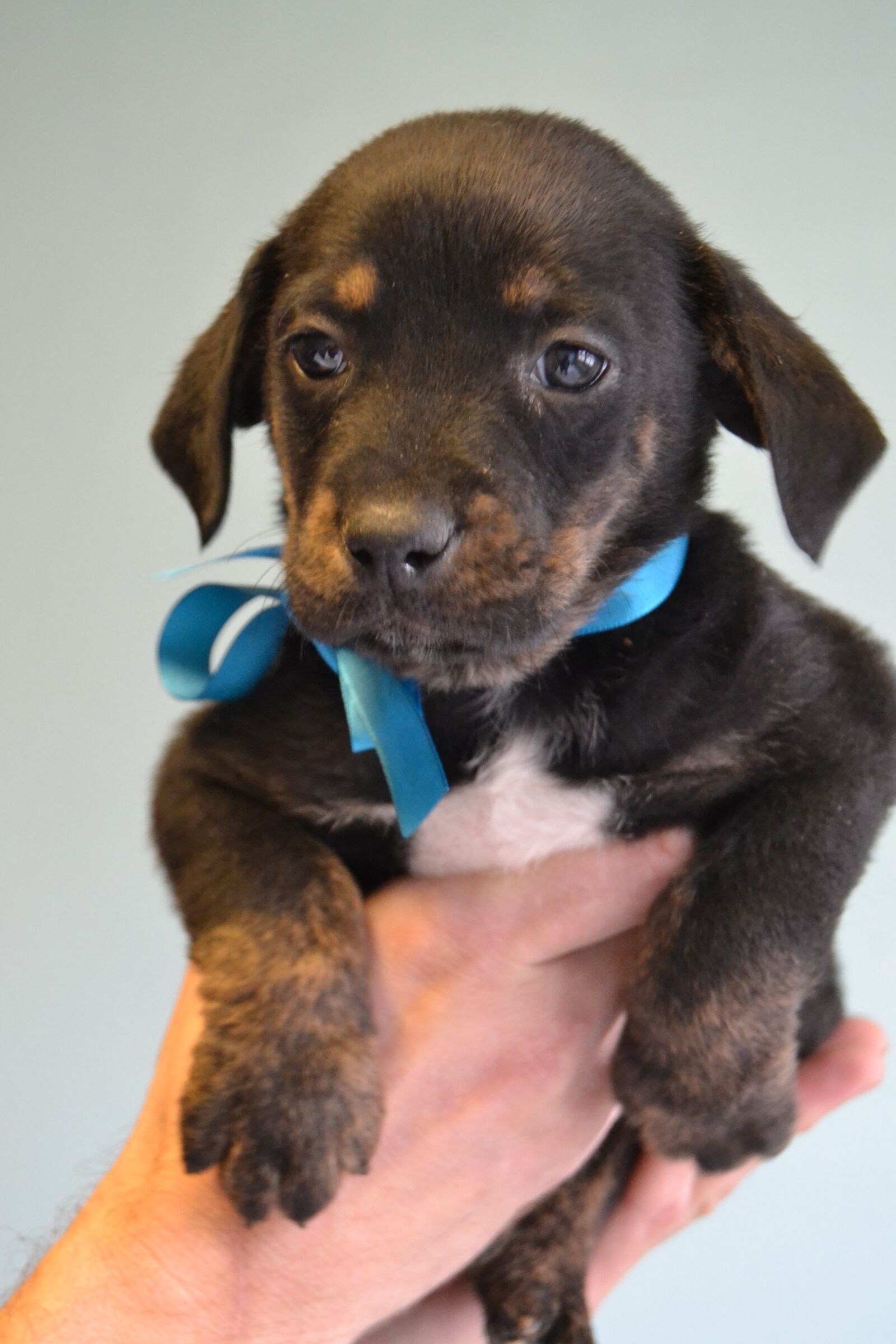 Nikon D3100 sample photo. Dog, black, dachshund photography