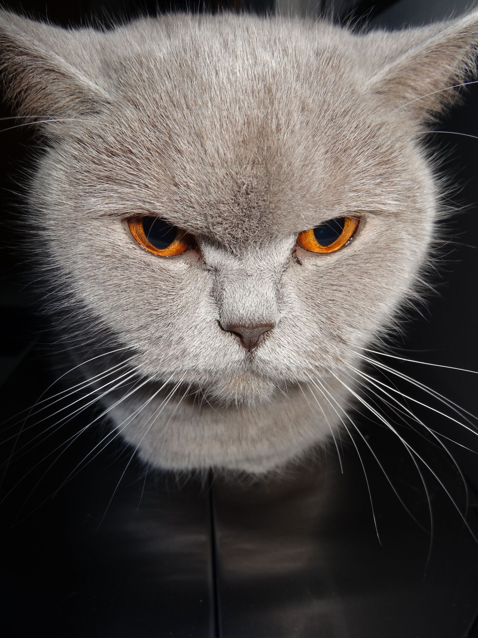 Sony Cyber-shot DSC-HX20V sample photo. Cat, grey, feline photography