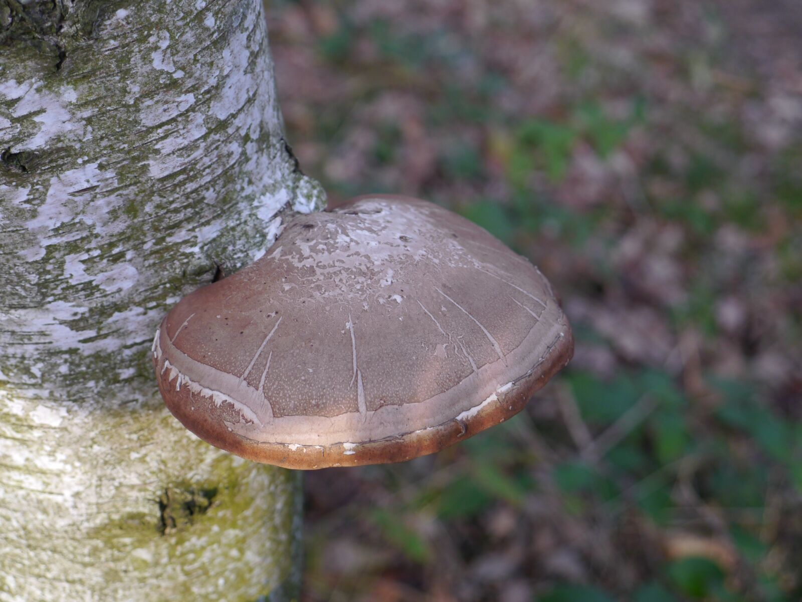 Panasonic Lumix DMC-GX1 sample photo. Tree fungus, tree, mushroom photography