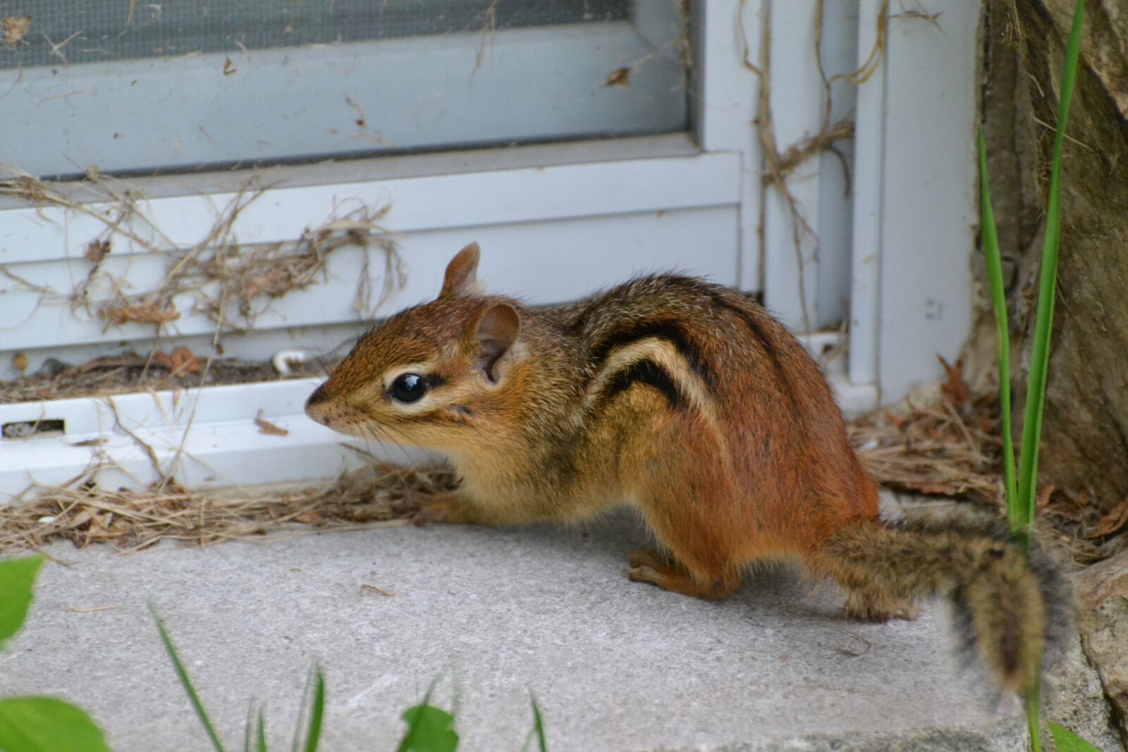 Nikon D3100 sample photo. Chipmunk, animal, rodent photography