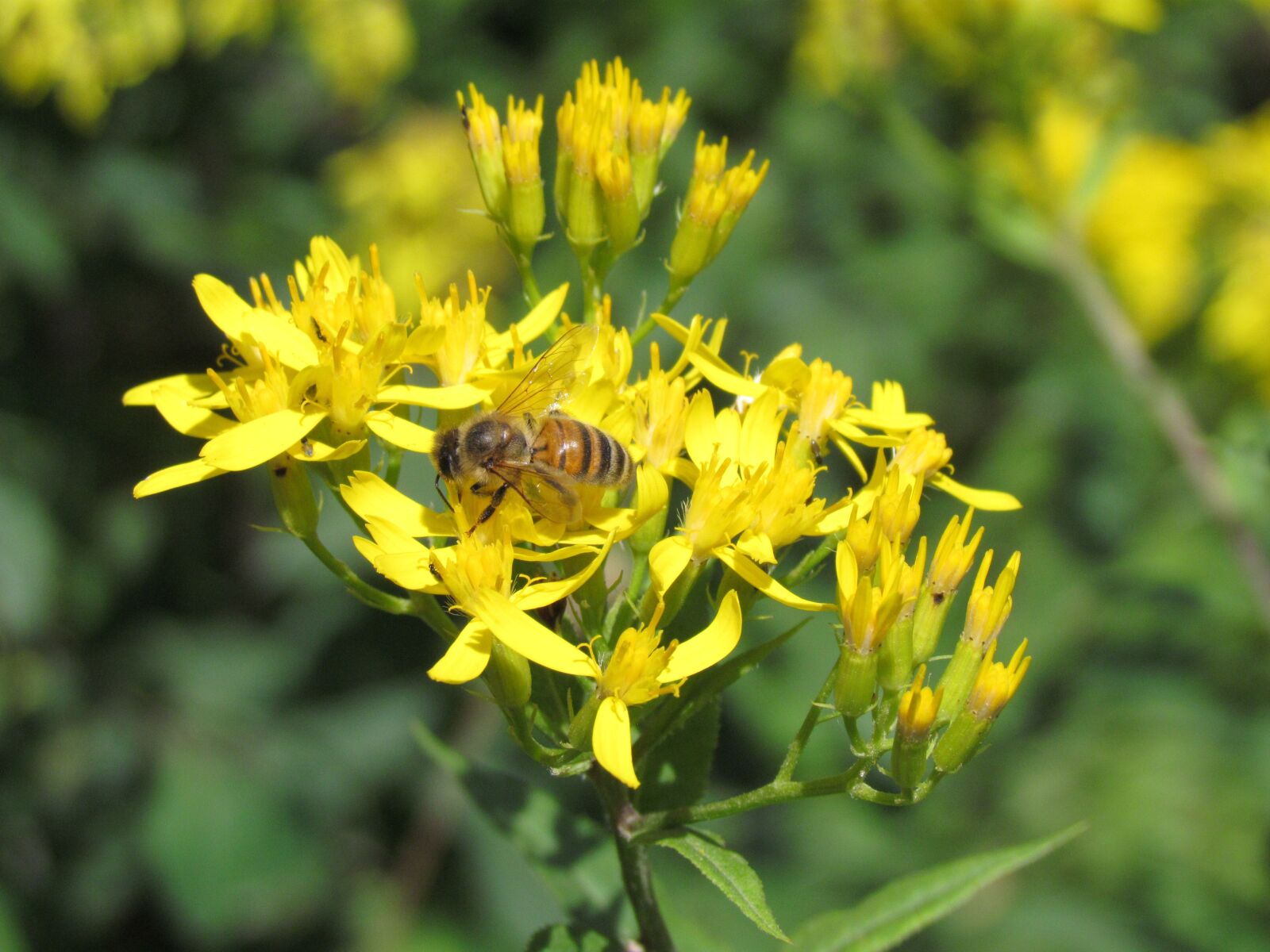 Canon PowerShot SX30 IS sample photo. Bee, yellow flower, yellow photography
