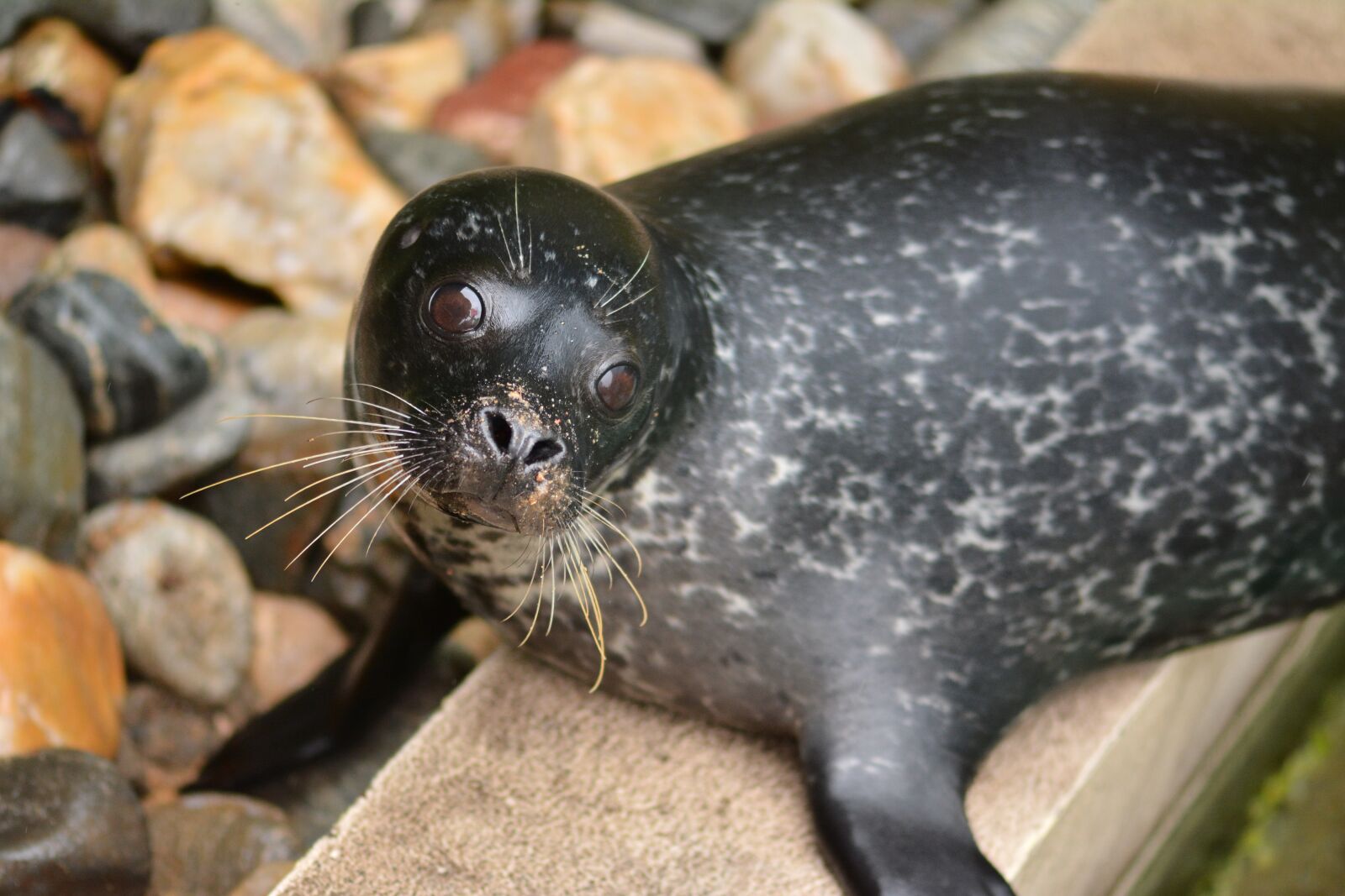 Nikon D7100 sample photo. Foka, animal, mammal photography