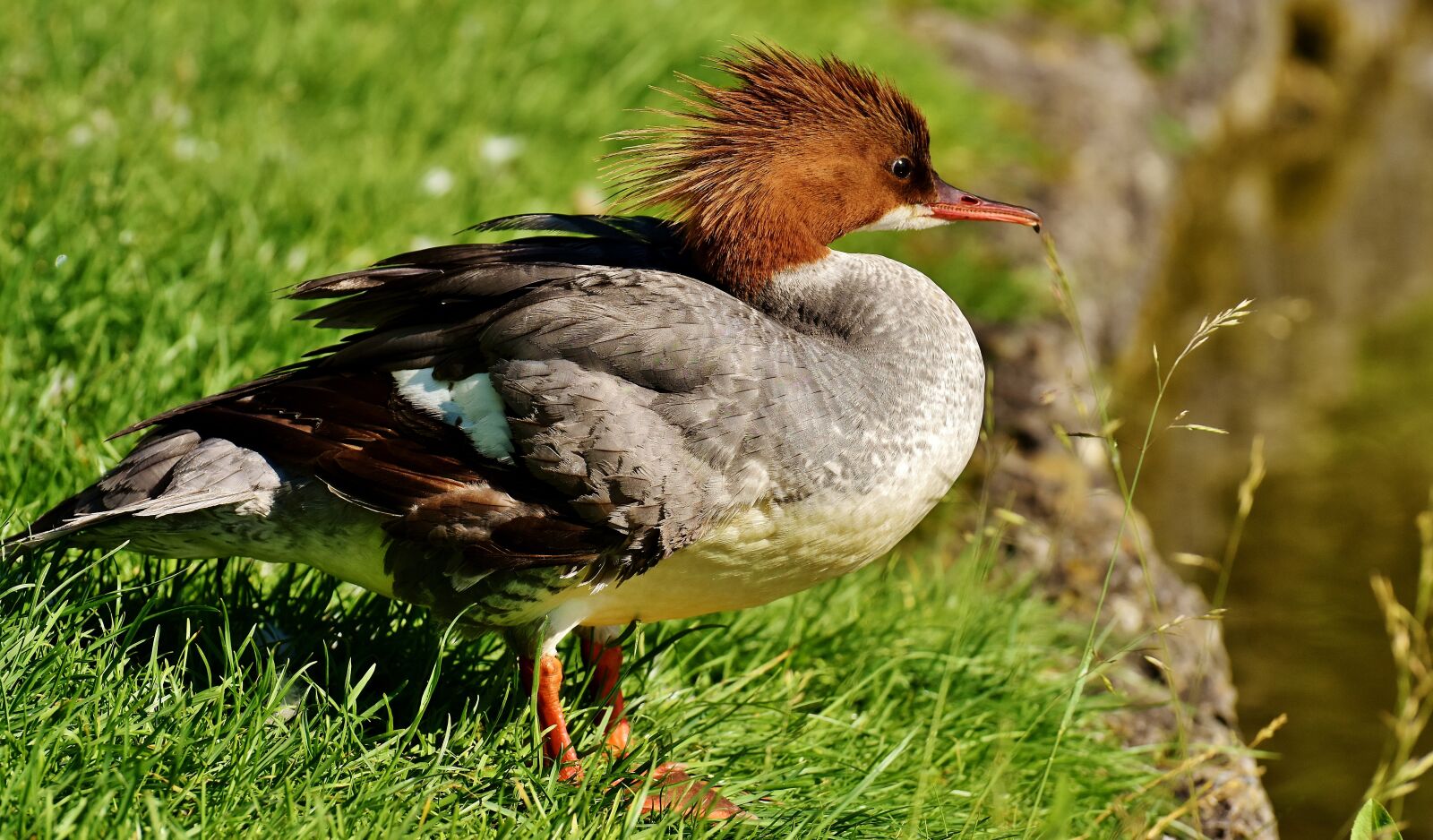 Nikon D7200 sample photo. Merganser, mergus merganser, duck photography