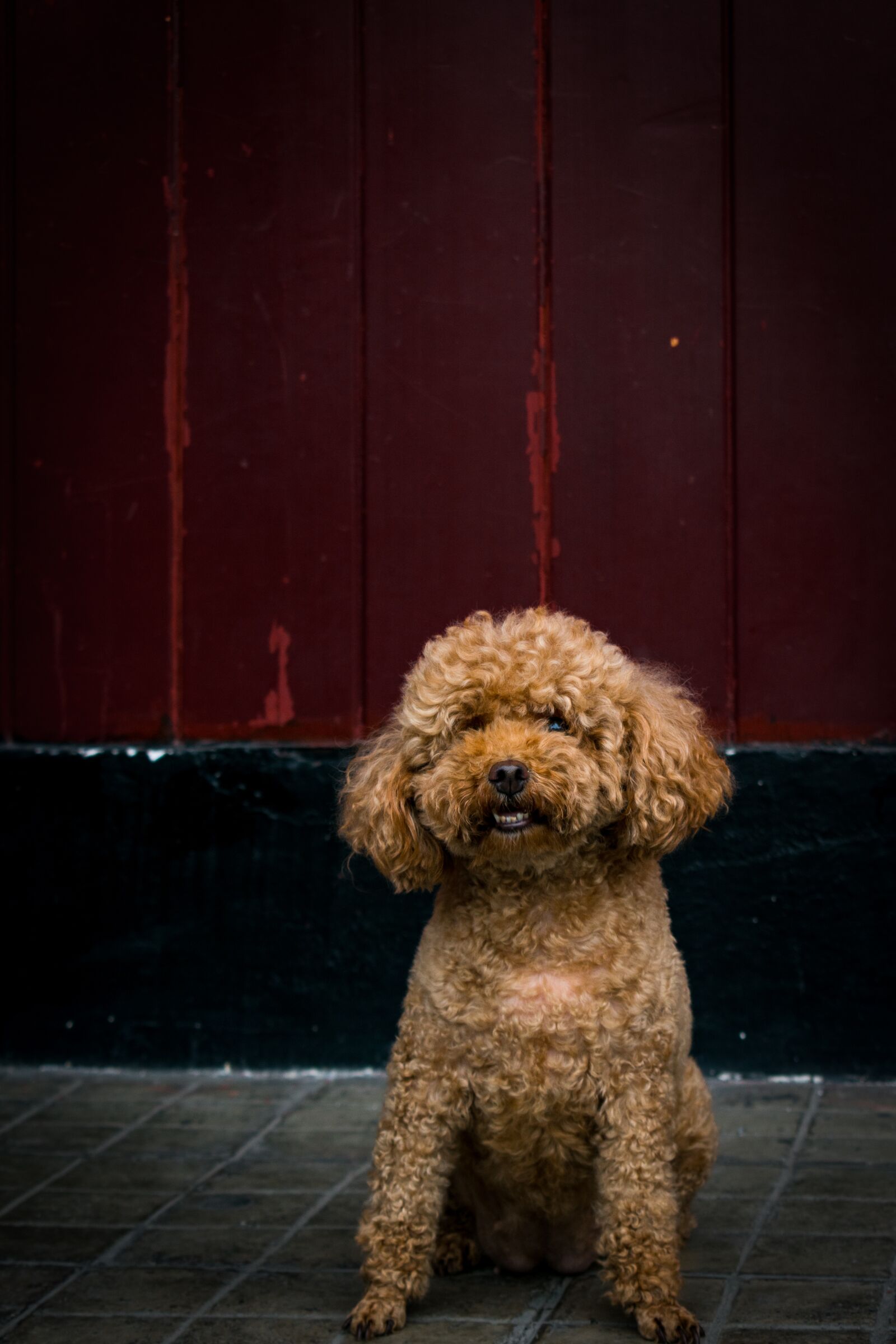 Nikon D3400 sample photo. Teddy, teddy the dog photography