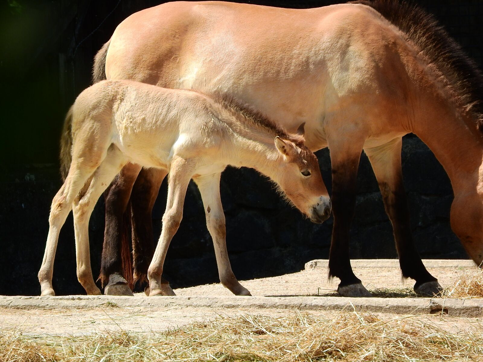 Nikon Coolpix P610 sample photo. Przewalski's horse, equus przewalskii photography